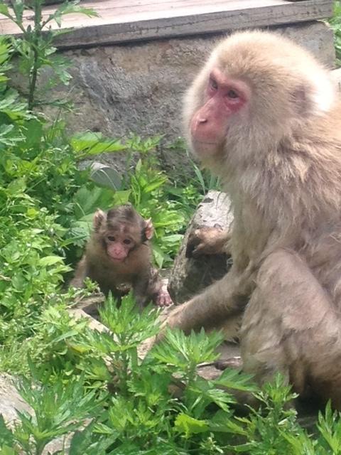 旅の宿　初の湯 山ノ内町 エクステリア 写真