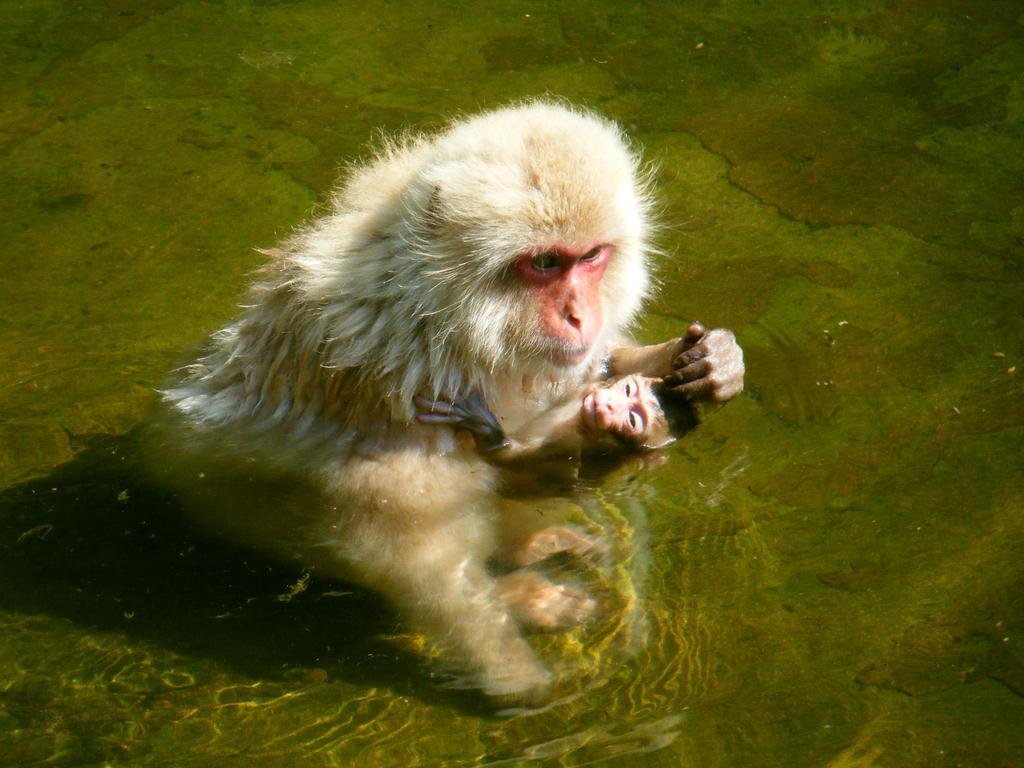 旅の宿　初の湯 山ノ内町 エクステリア 写真